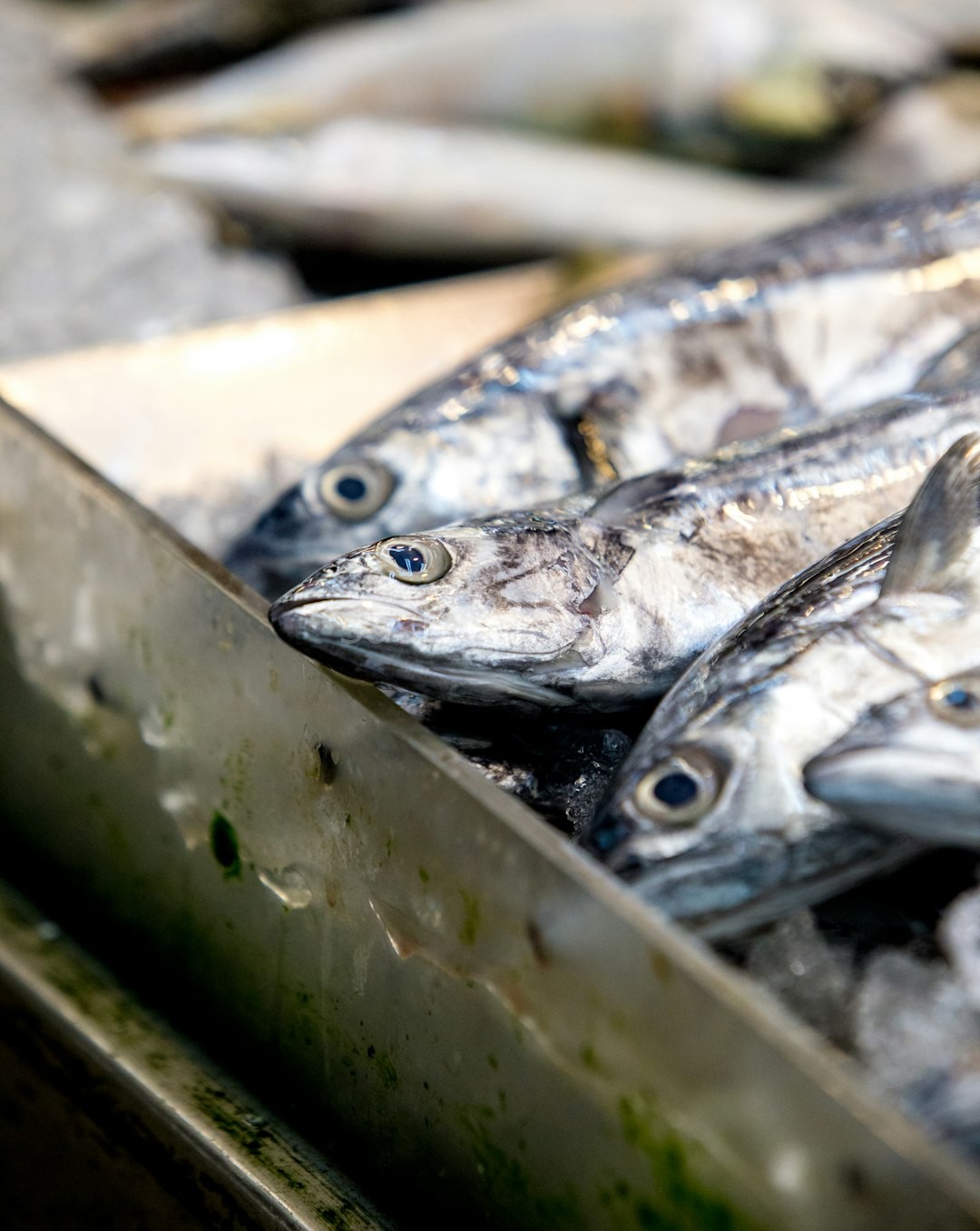 Fresh Seafood
